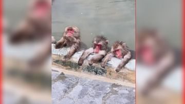 Instagram Reel : વાંદરાની મોજ ! ત્રણ આળસુ વાંદરા ન્હાયા પછી પૂલમાં જ સૂઈ ગયા ! જુઓ Video