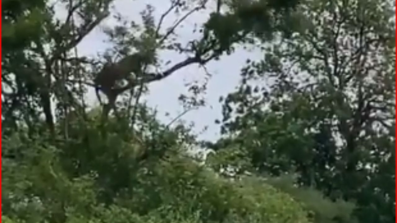 Twitter Video : દિપડા સામે ઝાડ પર વાનરવેડા કરવાનું વાંદરાને પડ્યું ભારે, જુઓ ચોંકાવનારો Video