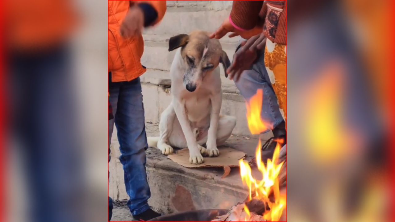Instagram reel : કૂતરાને ઠંડીથી બચાવવા વ્યક્તિએ કર્યુ તાપણું, યુઝર્સે વરસાવ્યો વખાણનો વરસાદ, જુઓ Video