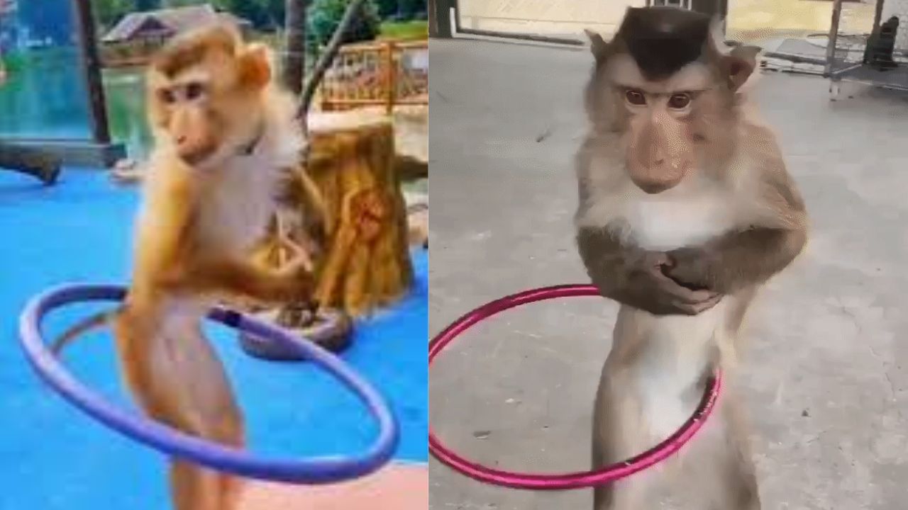Instagrame Reel : પતલી કમરિયા પર વાંદરાએ મટકાવી કમર, જો તમે પણ જોશો તો હસીને લોટપોટ થઈ જશો, જુઓ Video