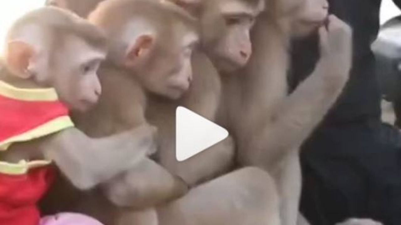 Monkey Viral Video : વાનરોએ લીધી સ્કુટીની મોજ, વ્યક્તિએ વાનરોને ખેતરની કરાવી શેર