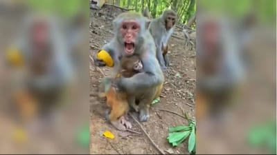 કેમેરામેને નાના વાનરને નાસ્તો ઓફર કર્યો તો ગુસ્સામાં લાલ પીળી થઈ તેની માતા, જુઓ Video