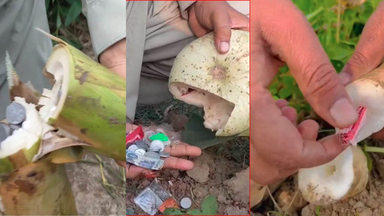Viral Video : પાકિસ્તાનમાં ભૂખમરાની સ્થિતી વચ્ચે થઈ રહી છે પૈસાની ખેતી, જુઓ વીડિયો