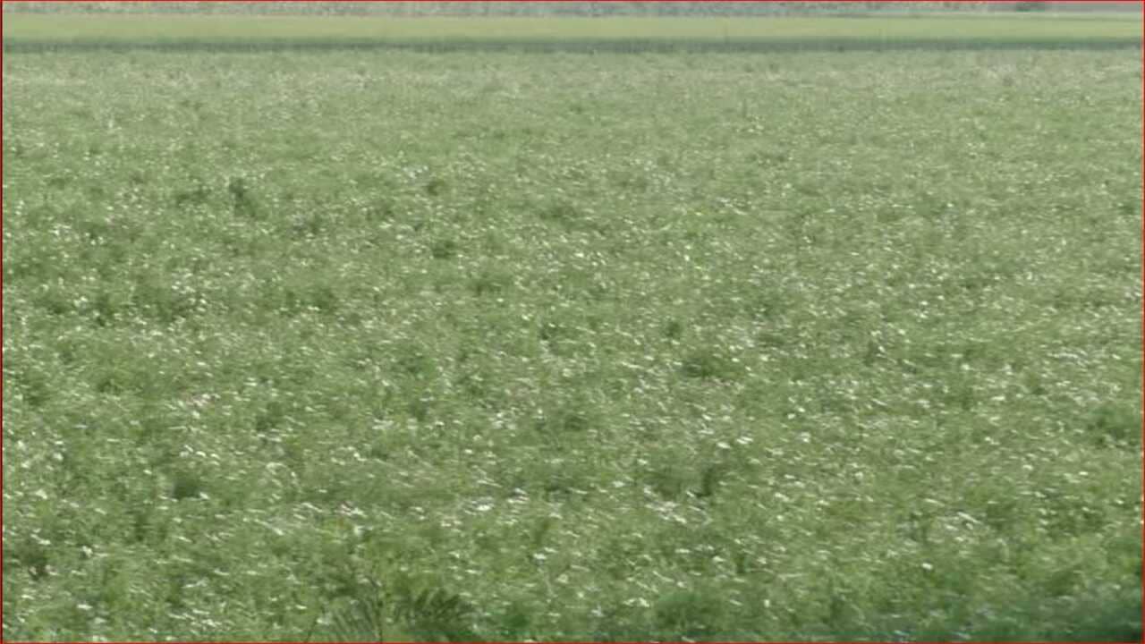 ગુજરાતી વીડિયો: મહિસાગર અને પંચમહાલ સહિત મધ્ય ગુજરાતના વાતાવરણમાં પલટો, વાદળછાયા વાતાવરણ સાથે વરસાદ