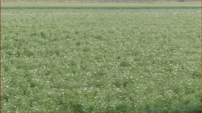 ગુજરાતી વીડિયો: મહિસાગર અને પંચમહાલ સહિત મધ્ય ગુજરાતના વાતાવરણમાં પલટો, વાદળછાયા વાતાવરણ સાથે વરસાદ