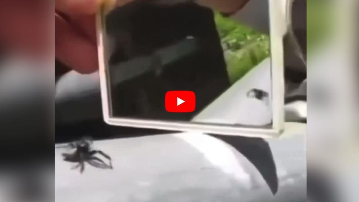 Twitter Funny Viral Video : અરીસામાં પોતાને જોઈને કન્ફ્યુઝ થયો 'કરોળિયો', કરવા લાગ્યો 'બ્રેક ડાન્સ'