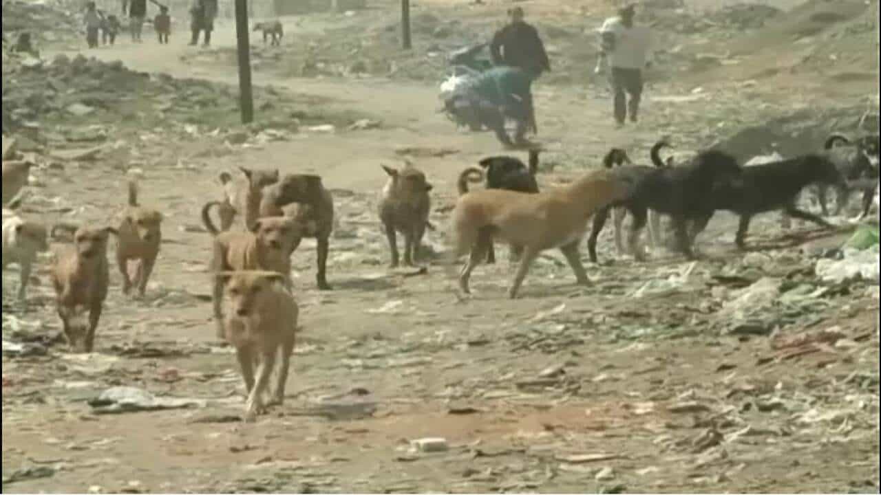 રખડતા શ્વાનને લઈને ગુજરાત હાઈકોર્ટે જીવદયા પ્રેમીઓને કરી ટકોર, શ્વાન કરડે અને જીવ જોખમાય તો જવાબદારી કોની? માણસોના જીવની નથી ચિંતા?