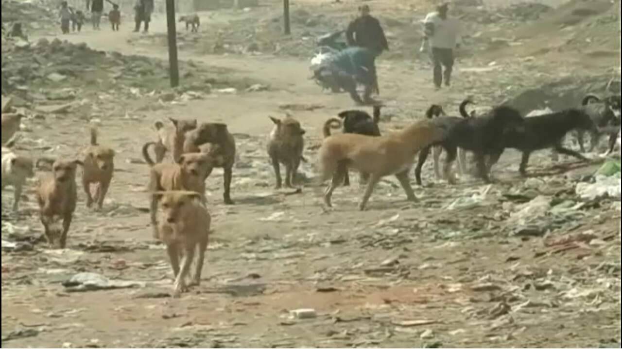 રખડતા શ્વાનને લઈને ગુજરાત હાઈકોર્ટે જીવદયા પ્રેમીઓને કરી ટકોર, શ્વાન કરડે અને જીવ જોખમાય તો જવાબદારી કોની? માણસોના જીવની નથી ચિંતા?