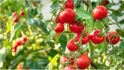 ટામેટાંની ખેતી કરતા ખેડૂતો મુંઝાયા, ખર્ચ કરતા ઓછા ભાવે વેચી રહ્યાં છે ટામેટાં