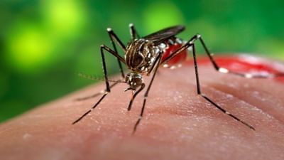 Bhavnagar : કડકડતી ઠંડી વચ્ચે રોગચાળો વકર્યો, વાયરલ ઇન્ફેક્શનના કેસમાં ધરખમ વધારો Bhavnagar : કડકડતી ઠંડી વચ્ચે રોગચાળો વકર્યો, વાયરલ ઇન્ફેક્શનના કેસમાં ધરખમ વધારો