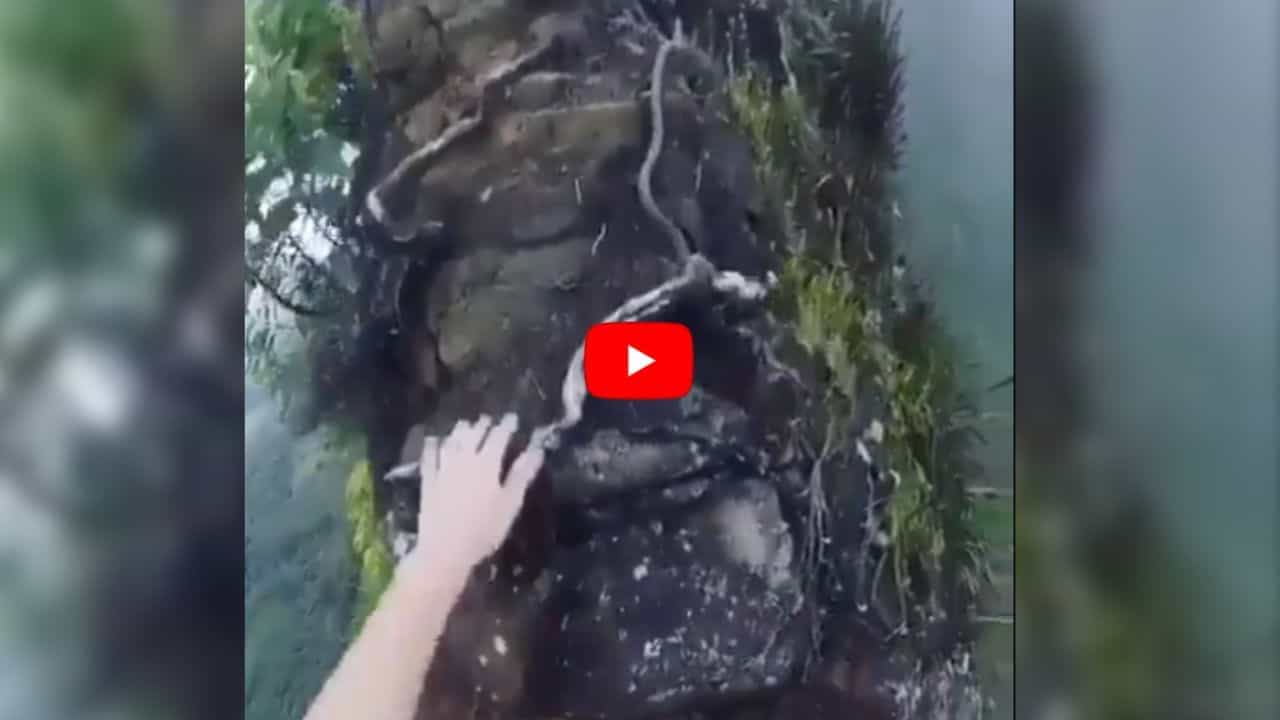 Hikers Viral Video: છોકરીએ એવી ખતરનાક જગ્યાએ ટ્રેકિંગ કર્યું કે, આ વીડિયો જોઈ લોકો ચીસો પોકારી ગયા