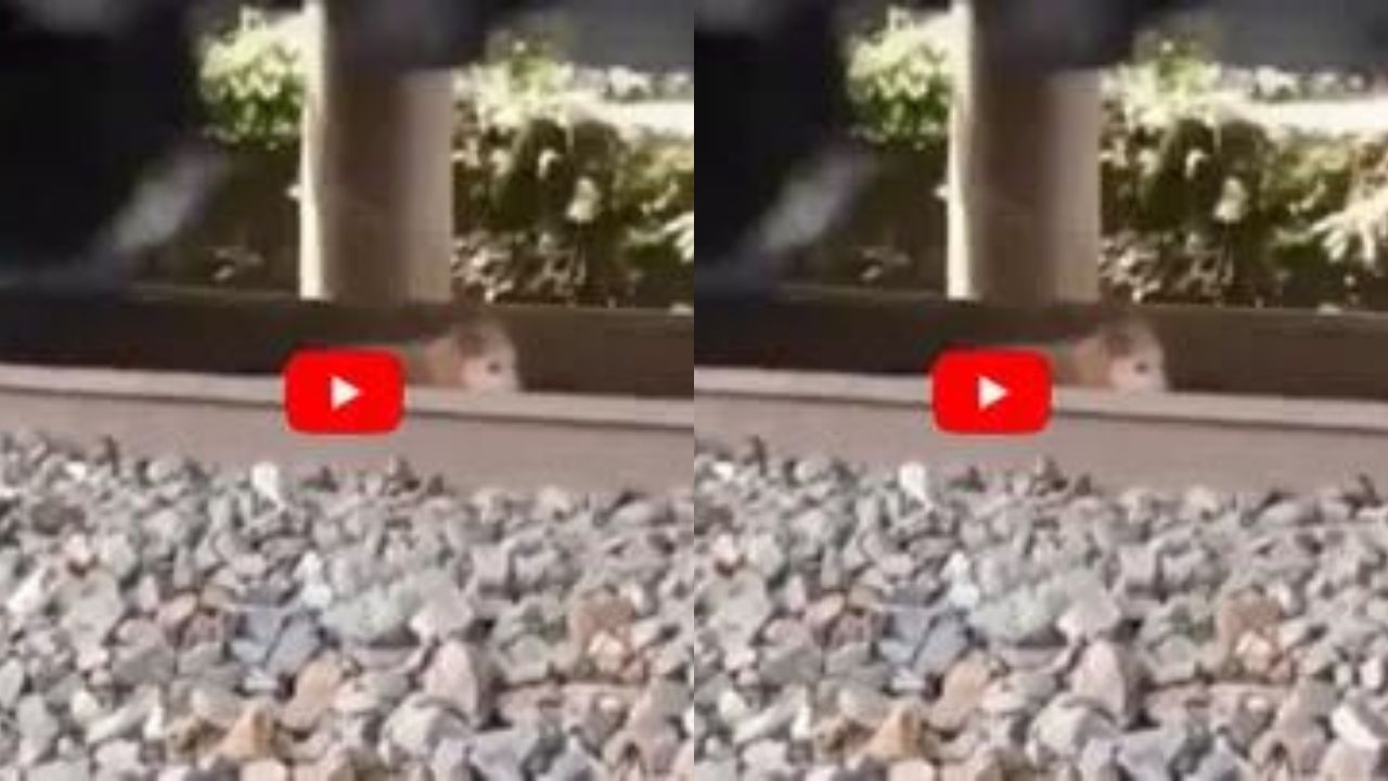 Viral Video : ગલુડિયા ઉપરથી પસાર થઈ આખી માલગાડી, અંતે ચમત્કાર જોઈ દંગ રહી ગયા લોકો, જુઓ Video