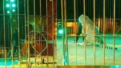 Viral Video: સર્કસમાં વાઘે ટ્રેનર પર કર્યો જીવલેણ હુમલો, રુંવાટા ઉભા કરી દેતો વીડિયો થયો વાયરલ
