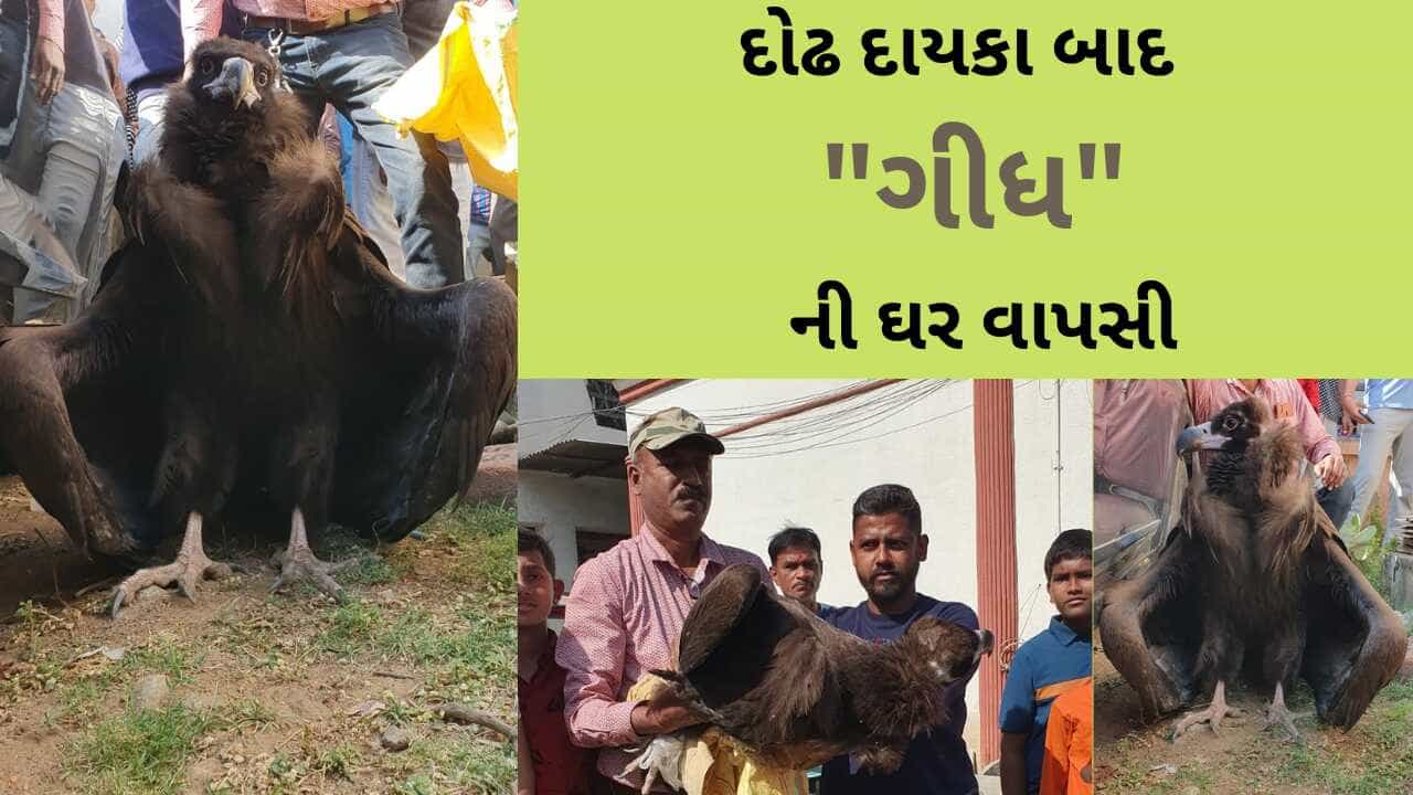 ગીધની ઘર વાપસી : ભરૂચમાં 15 વર્ષથી લુપ્ત ગીધરાજનું પુનઃ આગમન થયું, પક્ષી વર્ષ 2008 થી નજરે પડ્યું ન હતું