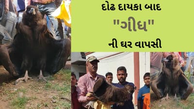 ગીધની ઘર વાપસી : ભરૂચમાં 15 વર્ષથી લુપ્ત ગીધરાજનું પુનઃ આગમન થયું, પક્ષી વર્ષ 2008 થી નજરે પડ્યું ન હતું