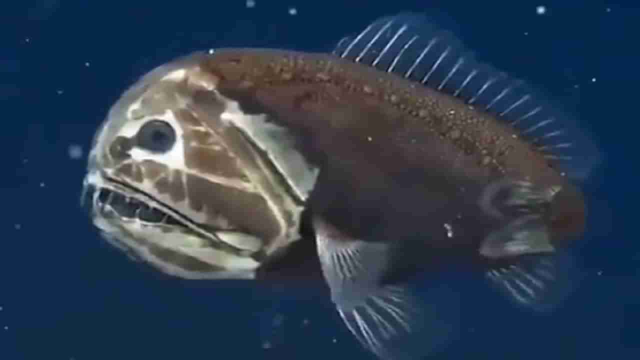 Shocking video : સમુદ્રમાં તરતી જોવા મળી ભૂતિયા માછલી, એવું સ્વરૂપ કે લોકો ભયથી ધ્રૂજી જાય