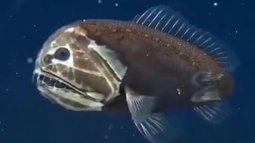 Shocking video : સમુદ્રમાં તરતી જોવા મળી 'ભૂતિયા' માછલી, એવું સ્વરૂપ કે લોકો ભયથી ધ્રૂજી જાય