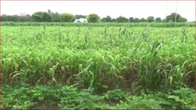 Video: મહેસાણા જિલ્લામાં શિયાળુ પાકનું મબલખ વાવેતર, ગત વર્ષની સરખામણીએ આ વર્ષે 12 હજાર હેક્ટર વાવેતર વધ્યુ