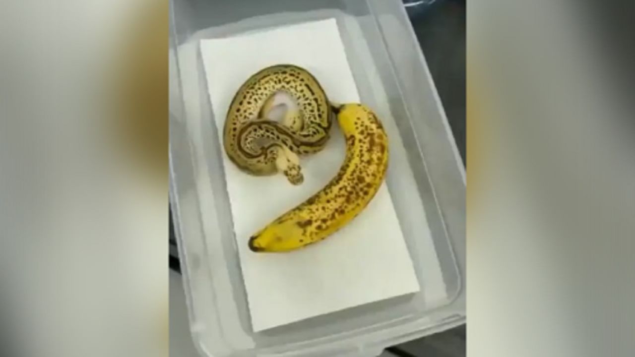 Twitter Viral Video : આ સાપ છે કે કેળાં ? વીડિયો જોઈને લોકો થયા કન્ફ્યુઝ અને કહ્યું- Banana snake