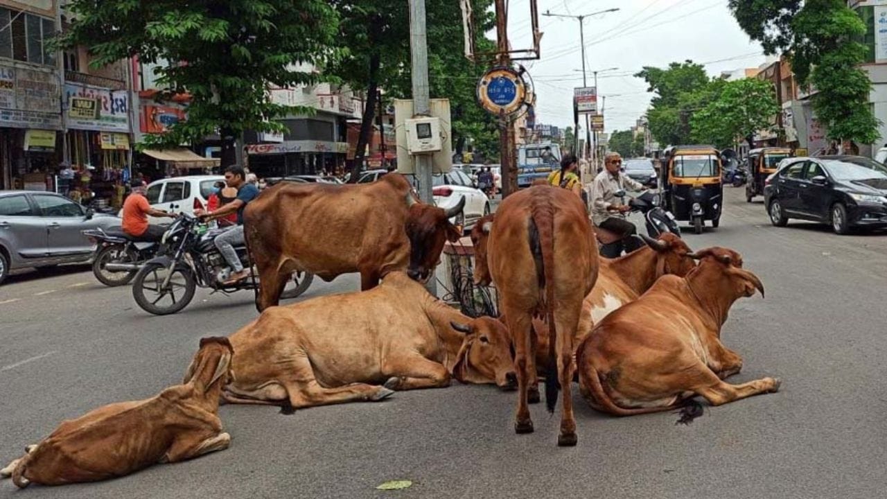 મહેસાણામાં રખડતા ઢોરનો આતંક ! બાઈકચાલકને અડફેટમાં લેતા ગંભીર રીતે ઈજાગ્રસ્ત મહેસાણામાં રખડતા ઢોરનો આતંક ! બાઈકચાલકને અડફેટમાં લેતા ગંભીર રીતે ઈજાગ્રસ્ત