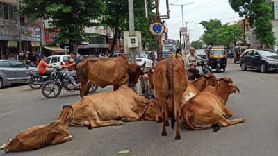 મહેસાણામાં રખડતા ઢોરનો આતંક ! બાઈકચાલકને અડફેટમાં લેતા ગંભીર રીતે ઈજાગ્રસ્ત