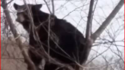 Viral Video : રીંછ ખંજવાળથી છુટકારો મેળવવા માટે ઝાડ પર ચઢ્યું, વીડિયો જોઈ યુઝર્સ હસીને લોટપોટ થયા