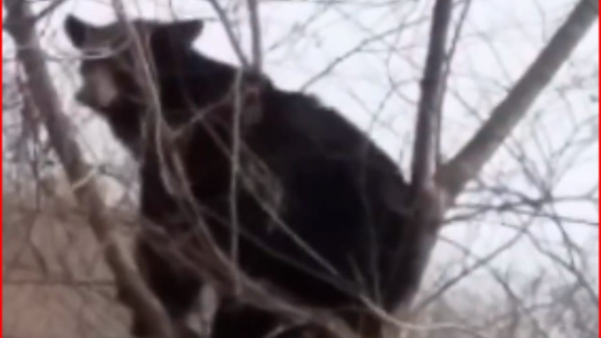 Viral Video : રીંછ ખંજવાળથી છુટકારો મેળવવા માટે ઝાડ પર ચઢ્યું, વીડિયો જોઈ યુઝર્સ હસીને લોટપોટ થયા