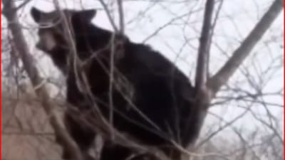 Viral Video : રીંછ ખંજવાળથી છુટકારો મેળવવા માટે ઝાડ પર ચઢ્યું, વીડિયો જોઈ યુઝર્સ હસીને લોટપોટ થયા