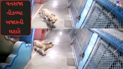 Gujarati Video: કોવાયાના મોલમાં લટાર મારવા નીકળ્યા વનરાજા, જુઓ સિંહની લટારનો Viral video