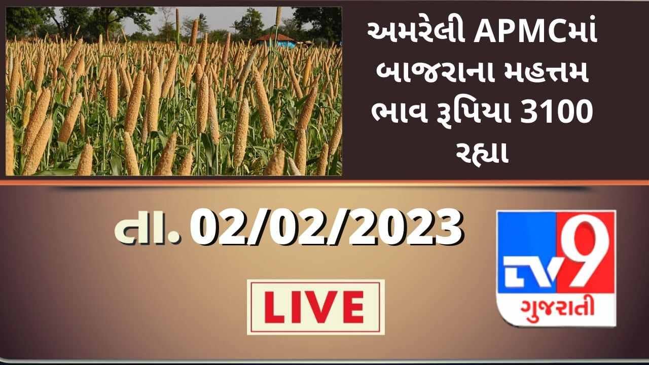 Mandi : અમરેલી APMCમાં બાજરાના મહત્તમ ભાવ રૂપિયા 3100 રહ્યા, જાણો જુદા-જુદા પાકના ભાવ