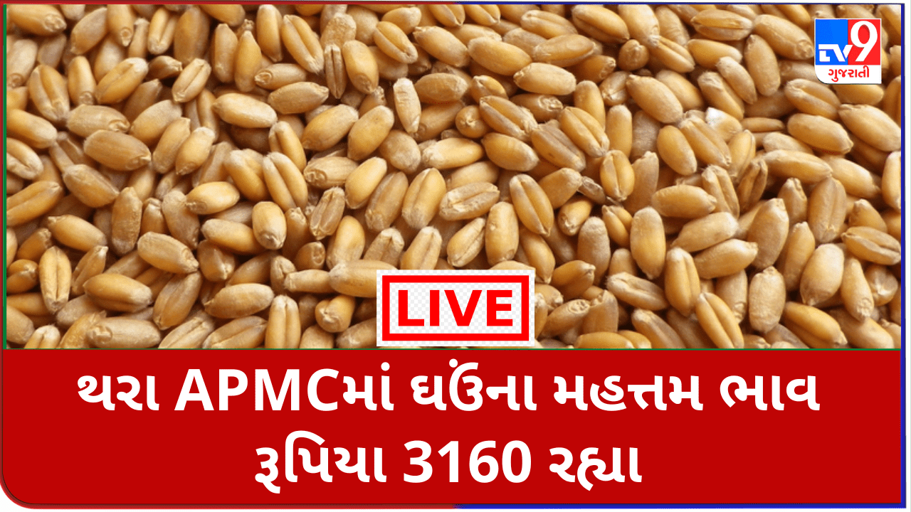 Mandi: થરા APMCમાં ઘઉંના મહત્તમ ભાવ રૂપિયા 3160 રહ્યા, જાણો જુદા-જુદા પાકના ભાવ