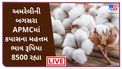 Mandi : અમરેલીની બગસરા APMCમાં કપાસના મહત્તમ ભાવ રૂપિયા 8500 રહ્યા, જાણો જુદા-જુદા પાકના ભાવ