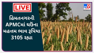 Mandi : હિમતનગરની APMCમાં ઘઉંના મહત્તમ ભાવ રૂપિયા 3105 રહ્યા, જાણો જુદા-જુદા પાકના ભાવ