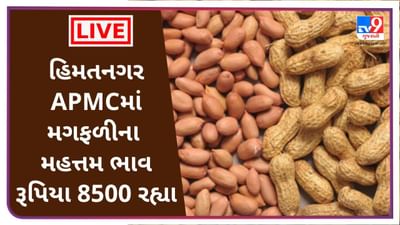 Mandi : હિમતનગર APMCમાં મગફળીના મહત્તમ ભાવ રૂપિયા 8500 રહ્યા, જાણો જુદા-જુદા પાકના ભાવ
