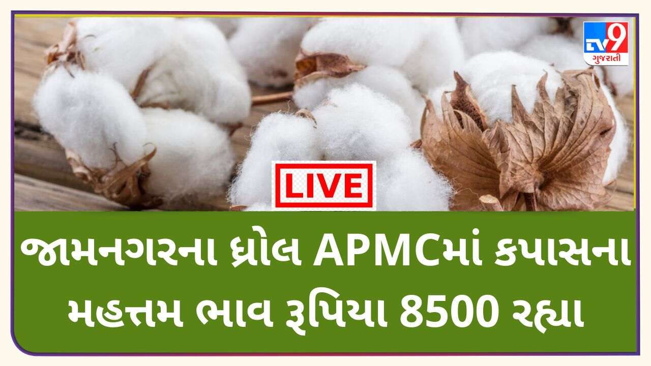 Mandi : જામનગરના ધ્રોલ APMCમાં કપાસના મહત્તમ ભાવ રૂપિયા 8500 રહ્યા,, જાણો જુદા-જુદા પાકના ભાવ