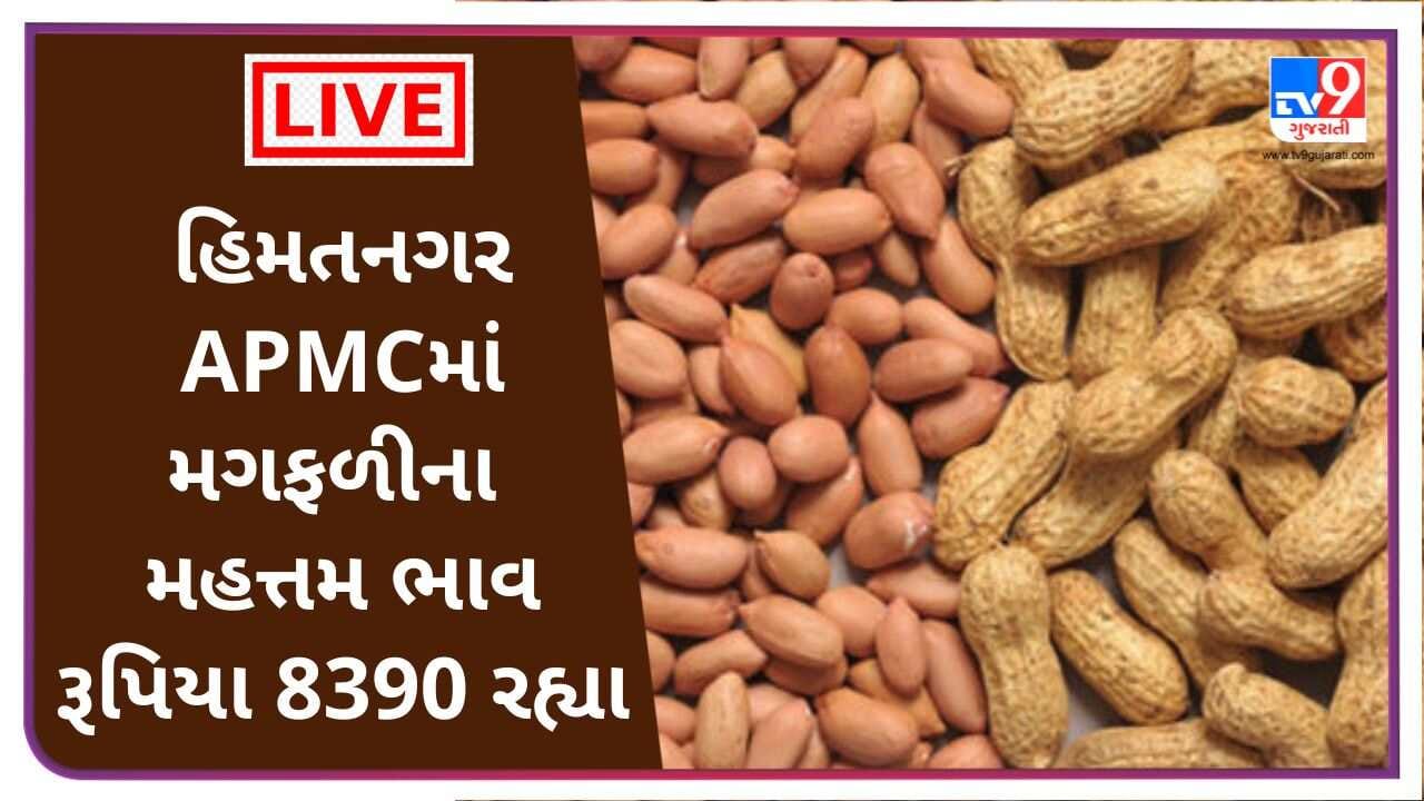 Mandi : હિમતનગર APMCમાં મગફળીના મહત્તમ ભાવ રૂપિયા 8390 રહ્યા, જાણો જુદા ...
