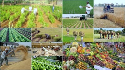 Agri Export: સમગ્ર વિશ્વમાં ખૂબ પસંદ કરવામાં આવે છે ભારતીય ફળો, શાકભાજી અને અનાજ, આંકડા પર એક નજર