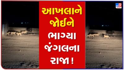 Gujarati Video : અમરેલીમાં બળદથી ડરીને ભાગ્યા સિંહ અને તેના પાઠડા, જુઓ વાયરલ Video