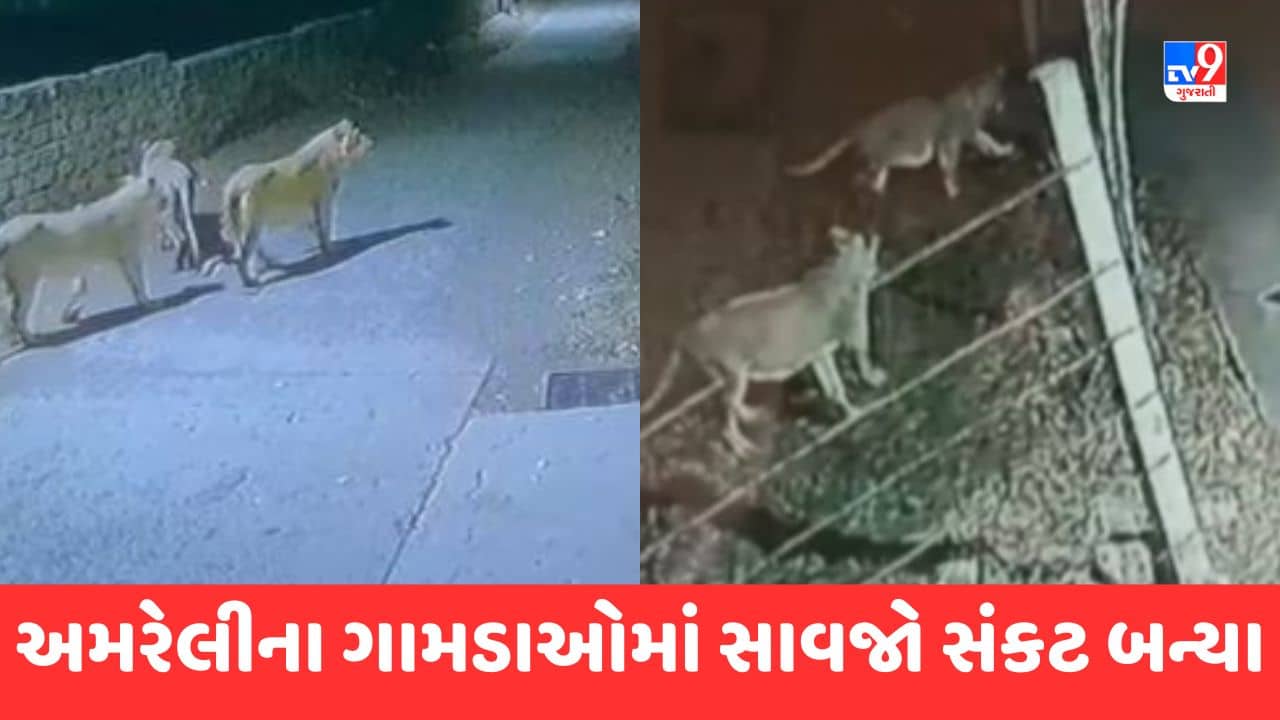 Gujarati Video : અમરેલીના ગામડાઓમાં સાવજો સંકટ બન્યા, ગામ લોકોમાં ફફડાટ ફેલાયો
