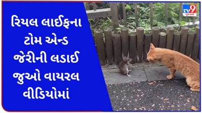 Animal Funny Viral video : વાસ્તવિક જીવનમાં 'ટોમ એન્ડ જેરી'ની કથા જોવા મળી, ઉંદરે બિલ્લી પર કર્યો વળતો પ્રહાર, જુઓ વાયરલ વીડિયો
