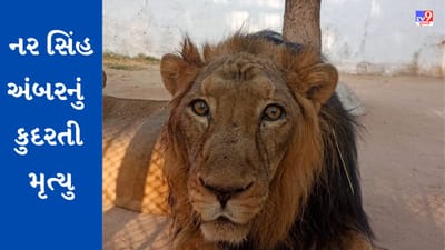 Ahmedabad: કાંકરિયામાં એશિયાટીક સિંહનું વૃદ્ધાવસ્થાના કારણે કુદરતી મૃત્યુ