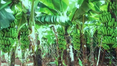 Banana Farming: વૈજ્ઞાનિકોએ કેળાની લુપ્ત થતી પ્રજાતિનો કર્યો પુનઃવિકાસ, હવે ખેડૂતોને થશે લાખોની કમાણી