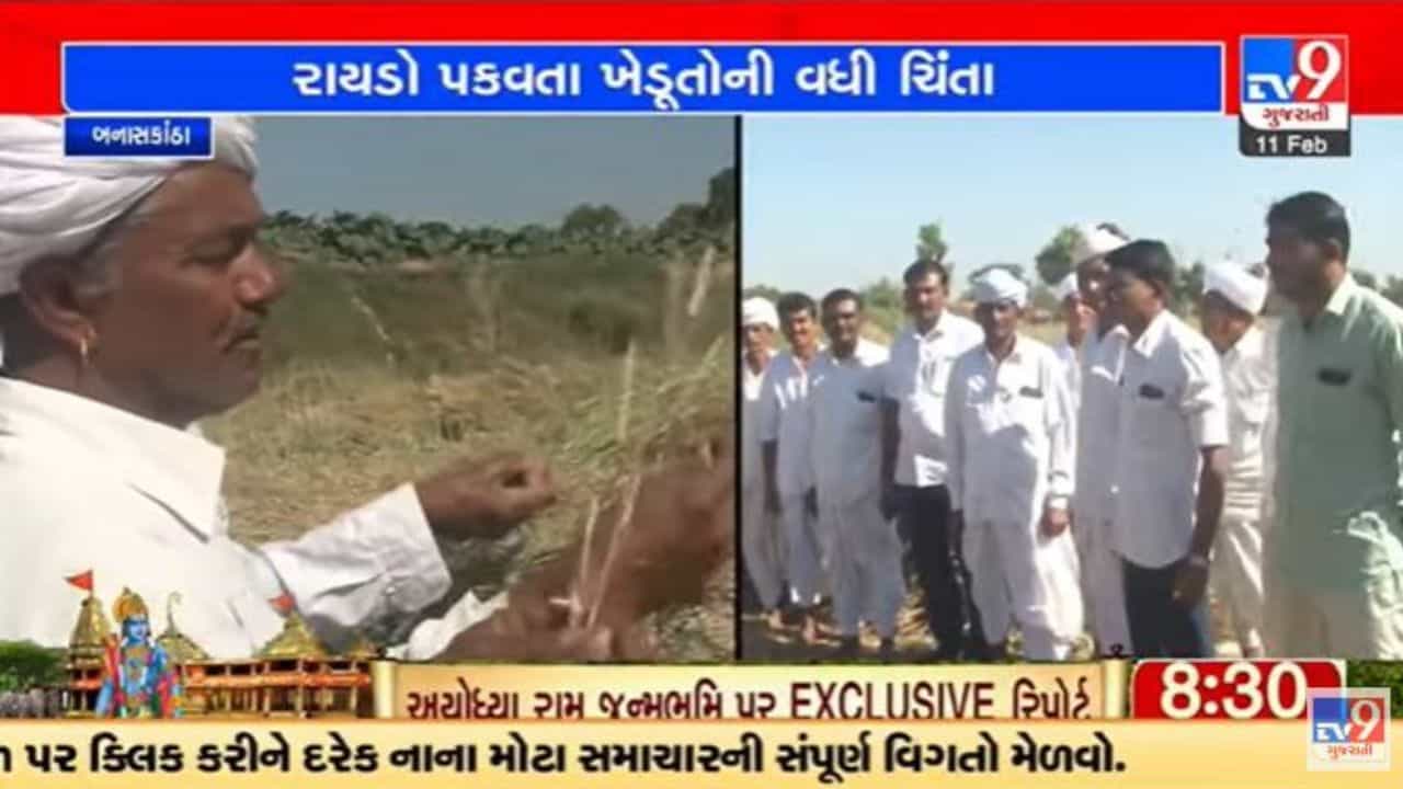 Gujarati Video : બનાસકાંઠાના રાયડો પકવતા ખેડૂતોની ભાવ ઘટતા ચિંતા વધી