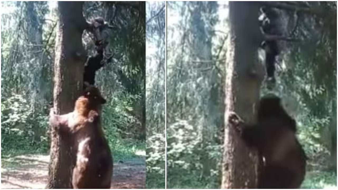 વ્યક્તિ પાછળ પડી ગયો રીંછ, બચવા શખ્સ ચઢ્યો ઝાડ પર તો ત્યા પણ પહોંચી ગયો રીંછ, જુઓ Viral Video