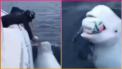 Viral Video: સમુદ્રમાં શખ્સ સાથે રમતી જોવા મળી વ્હેલ માછલી, આવો નજારો તમે ક્યારેય નહીં જોયો હોય!