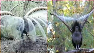 Viral Video: કોઈ પણ અવાજની નકલ કરવામાં માહેર છે આ પક્ષી, ટ્રેનના હોર્નથી લઈ આટલા પ્રકારના કાઢી શકે છે અવાજ