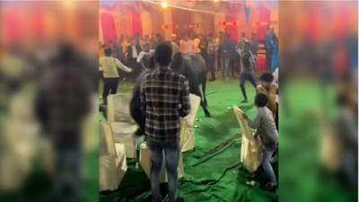 લગ્ન મંડપમાં ઘૂસ્યો આખલો, મહેમાનો જીવ બચાવવા દોડતા જોવા મળ્યા, જુઓ Viral Video