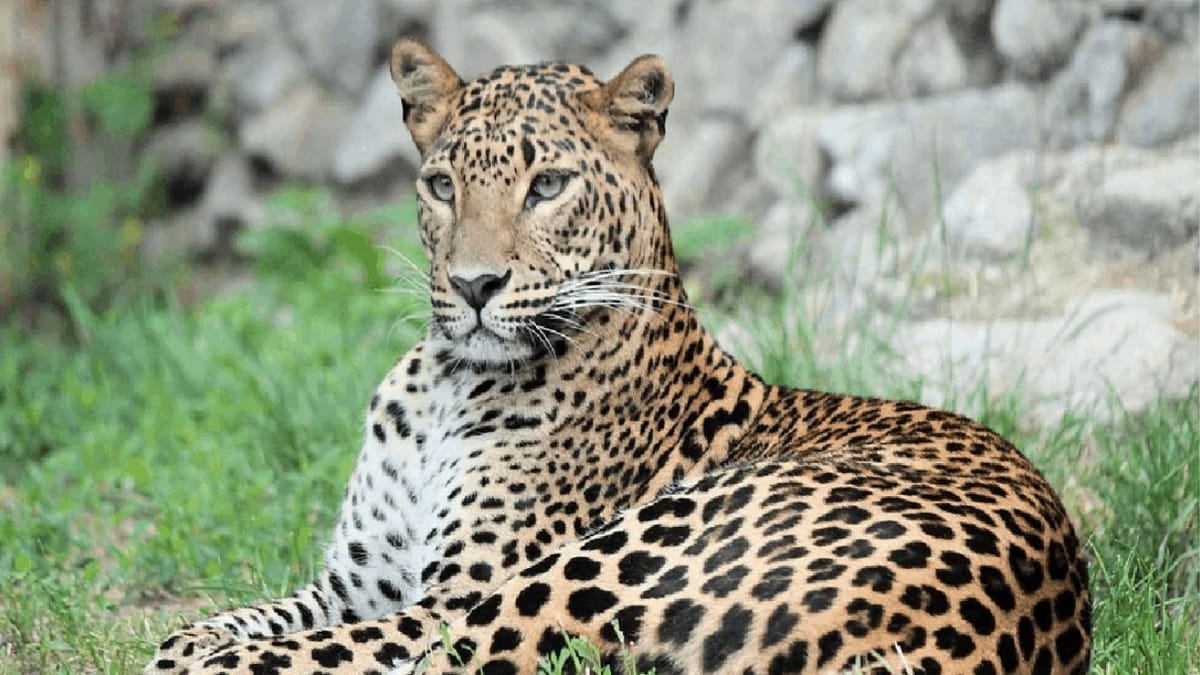 Chhota Udepur: દીપડાની દહેશત સાતમા દિવસે પણ યથાવત, બાળકોને શાળાએ મોકલતા ડરે છે વાલીઓ