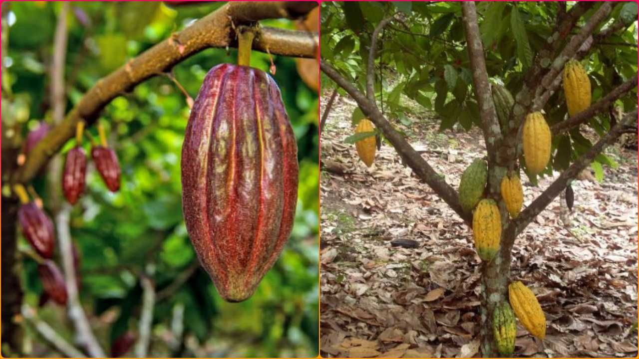 Cocoa Farming કોકોની ખેતીથી ખેડૂતોને થશે બમ્પર કમાણી, આ રીતે થાય છે
