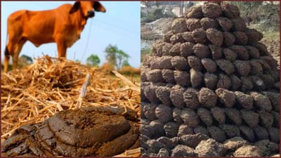 Agriculture Budget 2023: ગોબર ખેડૂતો માટે બનશે 'ધન'! જાણો શું છે ગોબર ધન યોજના